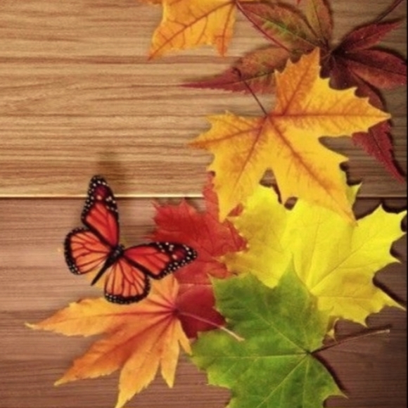 Meet your Posher, Sonata - Picture 1 of 1